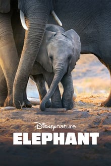 Elephants streaming vf